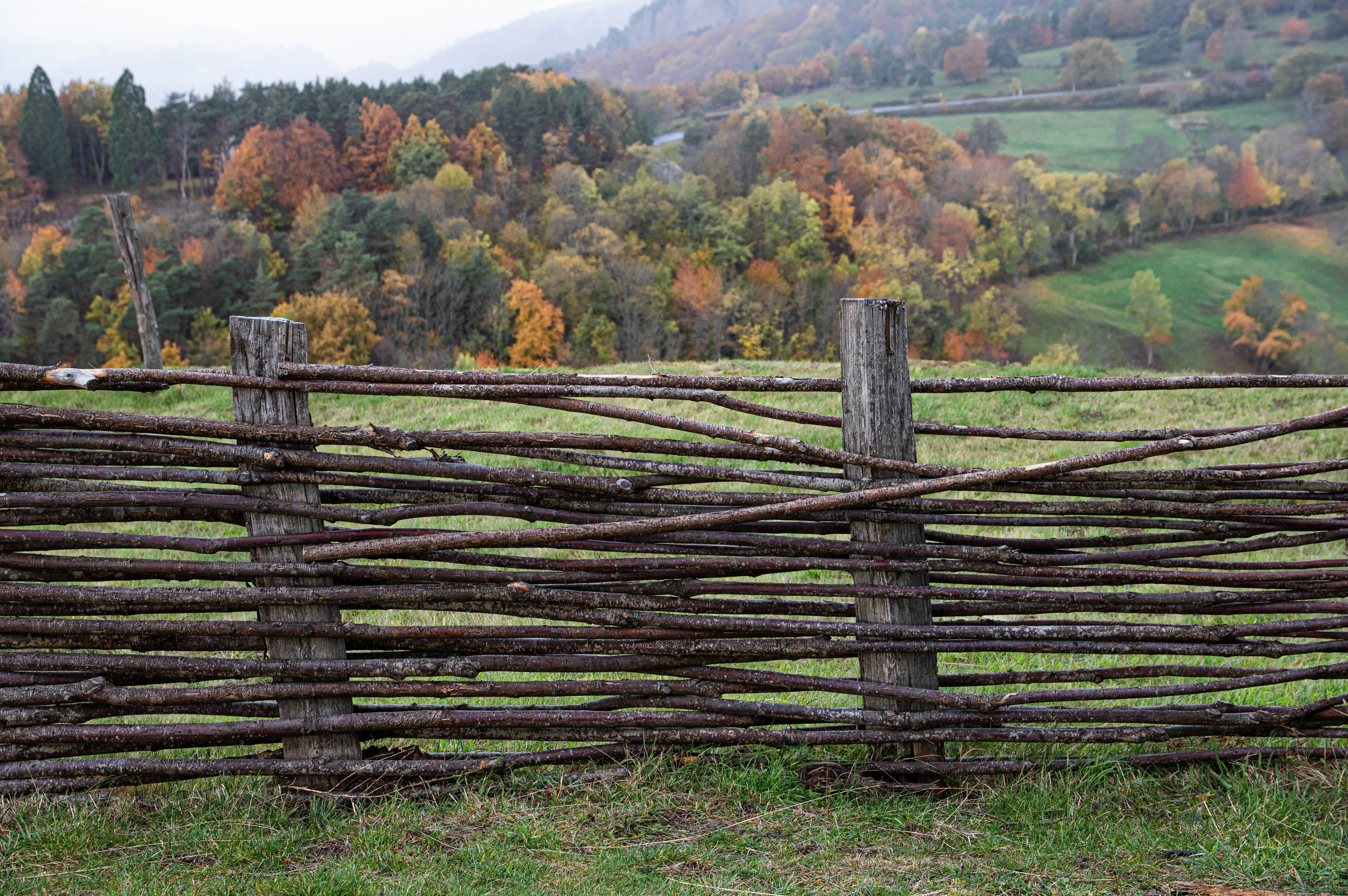 Willow windbreak
